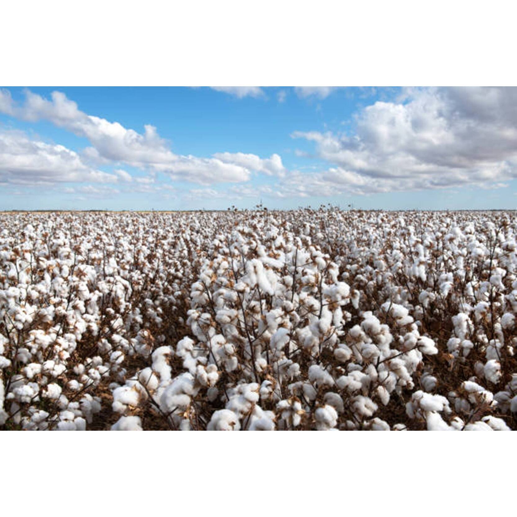Pendleton Rancho Arroyo Shale Organic Cotton Washable King Blanket